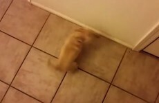 This chihuahua is almost too excited to be going out