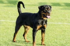 Police called after UK rottweiler registered to vote