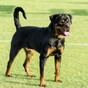 Police called after UK rottweiler registered to vote