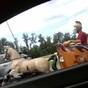 12 people who have made their morning commute a little more interesting