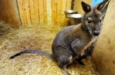 Baby wallaby rescued from Facebook auction