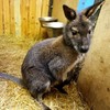 Baby wallaby rescued from Facebook auction