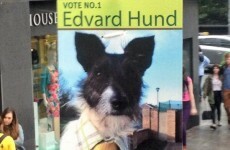 Meet the most adorable election candidate in Dublin