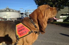 How two search dogs helped find a missing psychiatric patient
