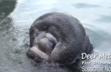 This manatee drinking water will make you feel weird and uncomfortable