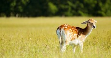 Amateur photographers: Can you beat these?