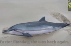 Touching video of dolphin being rescued off Achill Island