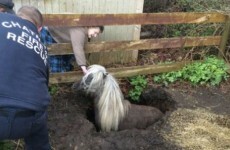 An adorable miniature horse had to be rescued from a tiny sinkhole
