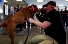 Watch this soldier's emotional reunion with his bomb-sniffing dog