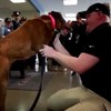 Watch this soldier's emotional reunion with his bomb-sniffing dog