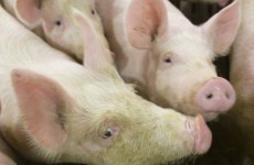France suspends live pig imports from North America and Japan over deadly virus