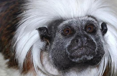 Four out of five stolen monkeys returned to Blackpool Zoo