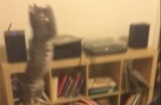 You've never seen a cat jump quite like this