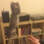 You've never seen a cat jump quite like this