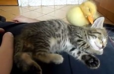 This kitten and duckling taking a nap together are you this morning
