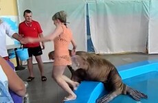 Mischievous walrus gives unlucky girl a huge slap on the bum