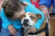 Family lose dog during Hurricane Sandy, find it almost two years later in a pound