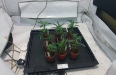 Pics: Smell of cannabis from car leads gardaí to €60k of drugs