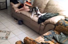 Bulldog realises owner is home, goes crazy with excitement