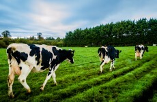 Opinion: Irish farmers must stand up for change – or else sleep with one eye open