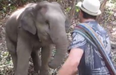 Adorable baby elephant dances with tourist in Thailand