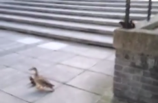 Ducklings take leap of faith from high ledge at UCD campus