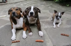 Watch this brilliant little dog stealing sausages