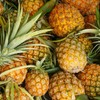 Cocaine hidden among pineapples results in one of the EU's biggest seizures