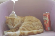 This partying cat is why you should never let a guy pet-sit