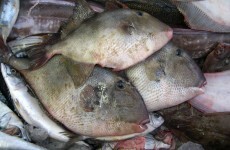 Fish rainfall surprises residents of Sri Lankan village