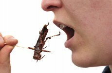 The UN says insects are good for us so we've decided to try them out. Mmmm.