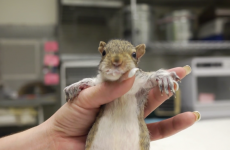 Watch this baby squirrel fill its tiny tummy with milk until it bulges