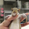 Watch this baby squirrel fill its tiny tummy with milk until it bulges