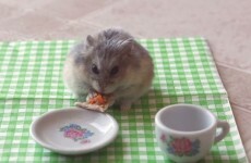 This hamster stuffing its face with a tiny pizza is your new spirit animal