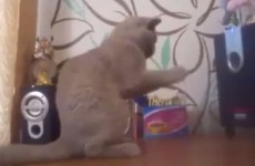 Cute cat tries to understand dubstep, fails