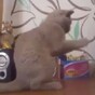 Cute cat tries to understand dubstep, fails