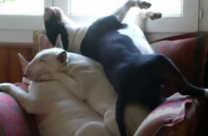 This pile of sleepy terriers are you because you're just done