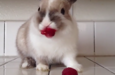 Bunny eats raspberries, looks like it's wearing lipstick