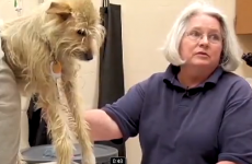 With two broken legs, dog crawls home after Alabama tornado