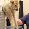 With two broken legs, dog crawls home after Alabama tornado