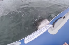 Great white shark takes a bite out of inflatable boat