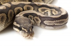 Woman traumatised after finding a python in her loo