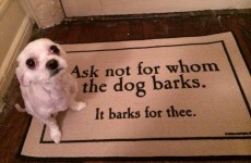 12 things only dog owners will understand