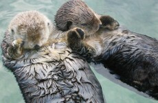 Can you make it through this post without saying "AWWW"?