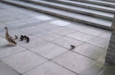 UCD have installed a special ramp for nervous ducklings