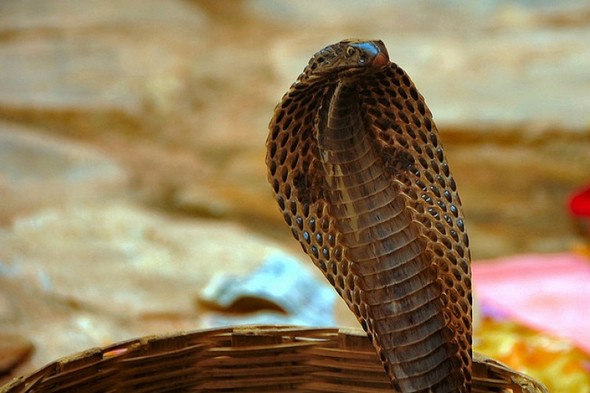 Snakes on a train! Deadly cobras found beneath train seat in Vietnam