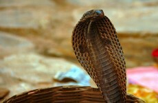 Snakes on a train! Deadly cobras found beneath train seat in Vietnam