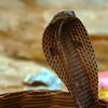 Snakes on a train! Deadly cobras found beneath train seat in Vietnam