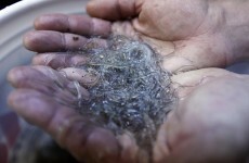 Thousands of eels die in ESB trap that was meant to help them