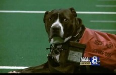 Loyal service dog walks in deceased owner's place during graduation ceremony